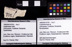 Foto (Objket + Etiketten) von Culmenformosa sp. 